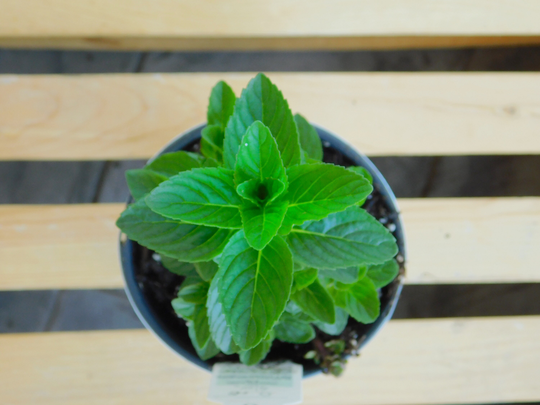 Spearmint | Live Mint Plant Herbs Herbal Great For Tea Best Herbs Herb Garden