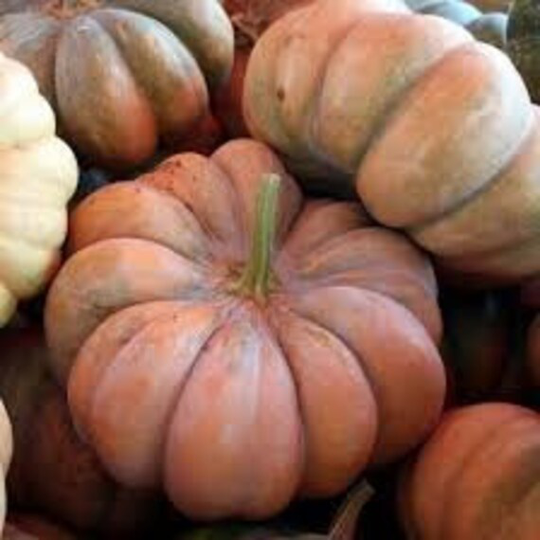 Pumpkin Seeds Muscat De Provence