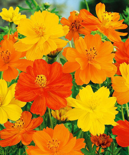 Rare Original Flower Seeds Cosmea Terry "Clondyke