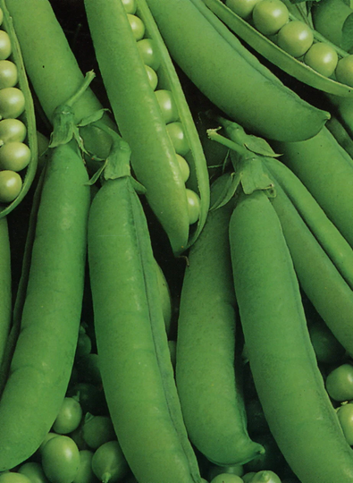 Vegetable - Pea Onward 100 Seeds Pisum Sativum
