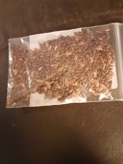 Siberian Spruce Tree Seeds