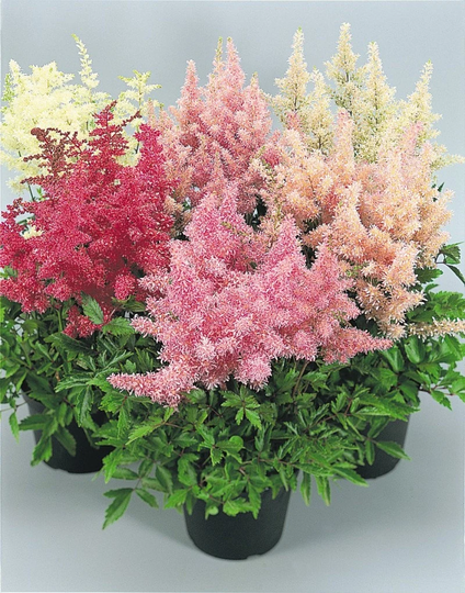Astilbe Showstar Mixed Approx. X25, Hardy Perennial, Fairy Flower Seeds