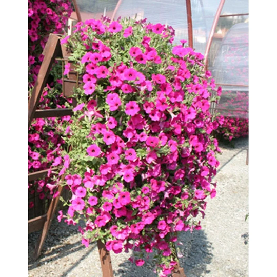 Petunia Trailing Pink F1 Seeds Annual Hybrid Non Gmo For Planting | 203078