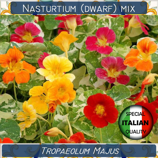 30+ Nasturtium Dwarf Mixed Colors Seeds, Tropaeolum Majus Annual Flower Seeds #fi600