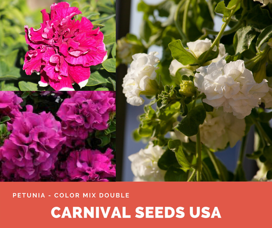 Petunia - Color Mix Double 25 Seeds Flower