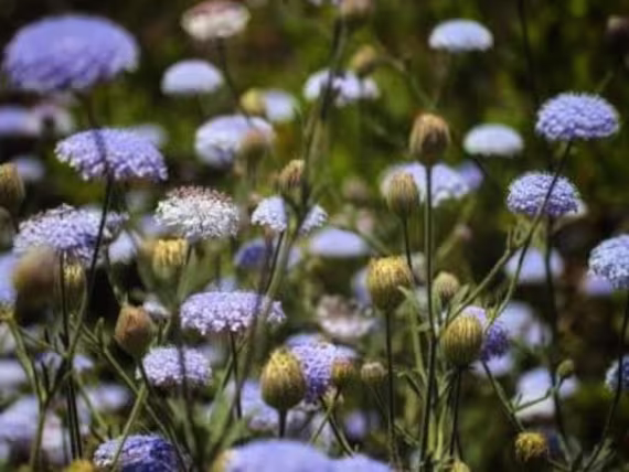 Blue Rottnest Island Daisy 25 Seeds Annual | Fascinating Plants, Native To Aus Rare