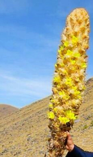 Puya Yakespala - Bromeliad Yellow Desert 10 Seeds