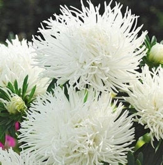 Aster Flower White - 100 Seeds Gmo Free