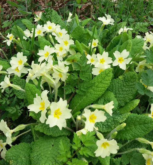 Wild Primrose Primula Vulgaris Approx. 80 Seeds Flower