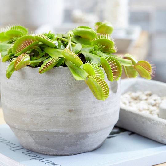 Grow Your Own Carnivorous Plant Kit