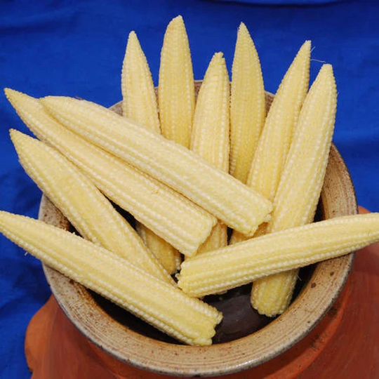Vegetable - Miniture Sweet Corn Sweetcorn Minipop F1 30 Premium Quality Seeds
