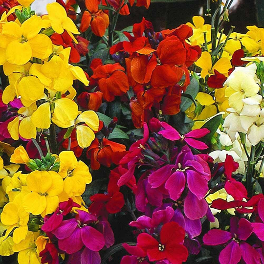 Wallflower Fair Lady Mixed Approx. 1, 000 Seeds Biennial, Bedding Plant