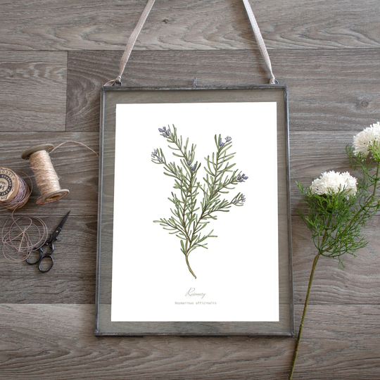 Rosemary Herb Botanical Print Plant Illustration, Kitchen Wall Art