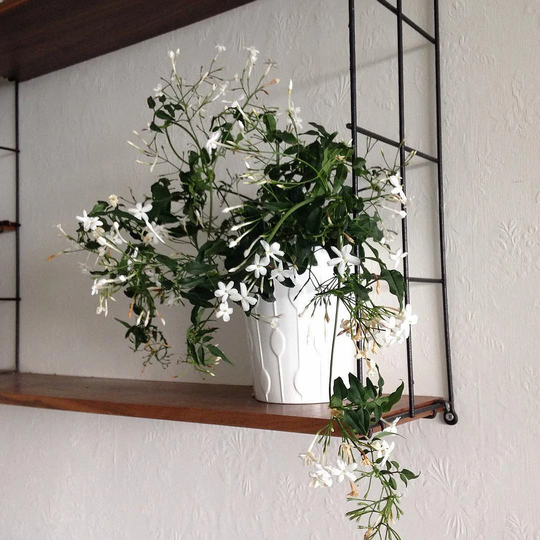 Jasmine Seed Mix