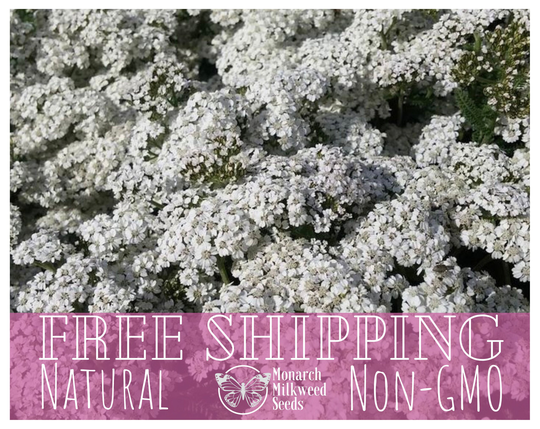 4200+ White Yarrow Seeds | Non-Gmo, Heirloom, Native Perennial Wildflower Pollinator Plant Seed For Bees, Butterflies & Flower Gardening