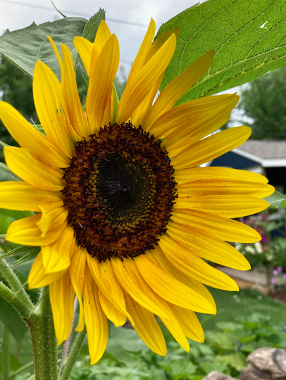 Sunflower Seed Mix 250 Seeds