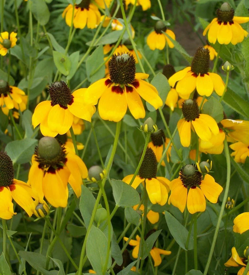 Clasping Coneflower 100+ Seeds