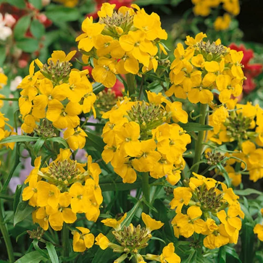 Wallflower Golden Bedder, Approx. 400 Seeds, Biennials, Bedding Plant