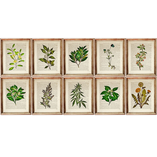 Set Of 10 Wall Art, Botanical Print 10, Herbal Green Leaf Print, Herb Poster For Kitchen, Vintage Greenery Hanging Art