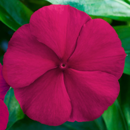 Vinca Seeds Blockbuster Crimson 100 Thru 500 F1 Variety Catharanthus Roseus
