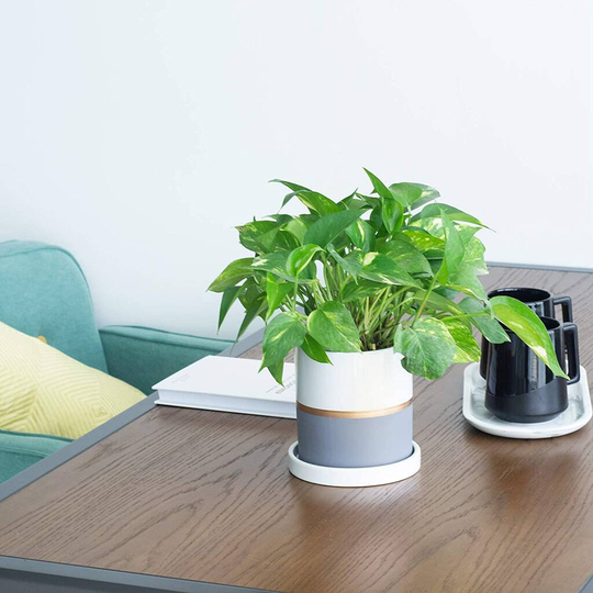 Indoor Grey Ceramic Plants Flower Planter Pot
