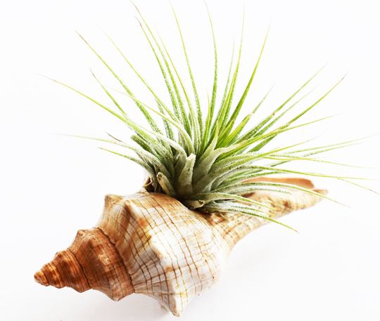 Beautiful Striped Conch Shell Airplant Kit | Tillandsia 4