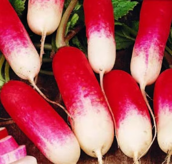 Radish French Breakfast Vegetable Seeds Easy Grow | Raphanus Sativus Your Own Indoor Outdoor in The UK