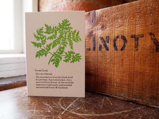 Sweet Cicely Herb Letterpress Card For A Gardener, Cook, Birthday, Just Because, Hello Or Notecard, Add Message