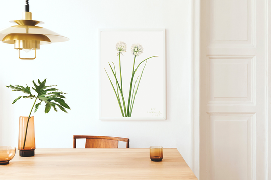 Allium Art Print, White Flower Wall Art, Chive Vintage Botanical Kitchen Chives Herb A3 A4