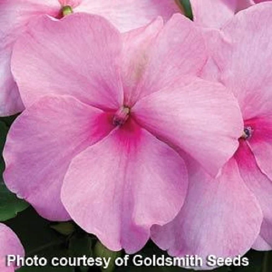 Impatiens Seeds Accent Pink 100 Thru 1, 000 Bulk Walleriana