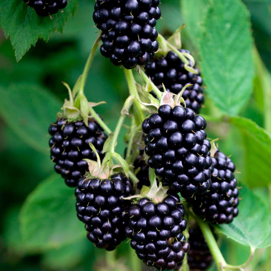 70x European Blackberry Seeds | Rubus Fruiticosus