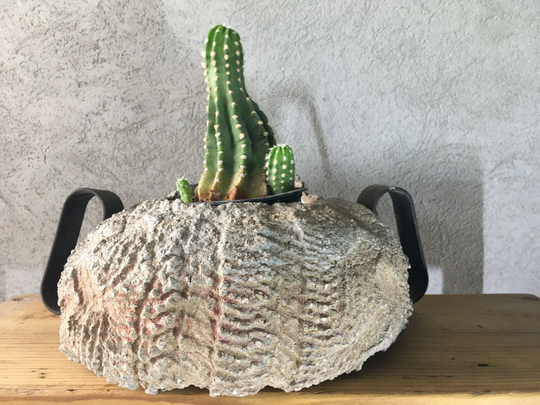 Concrete Rustic Plant Pot/ Cement Bowl/ Planter
