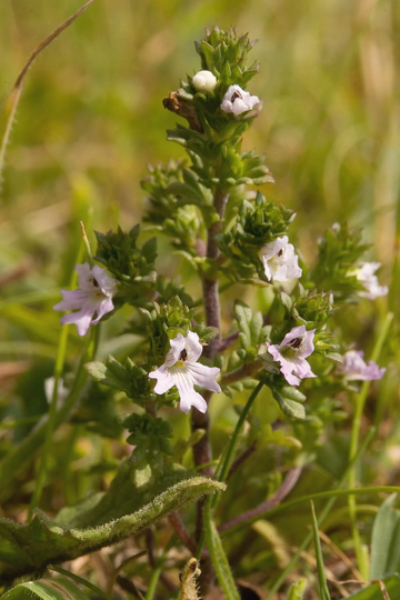Euphrasia Officinalis - Eyebright, Approx, 350 Seeds Wild Flower Seed