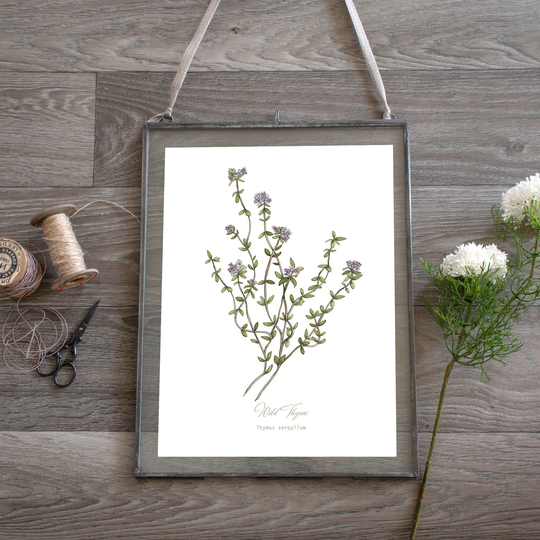 Wild Thyme Herb Botanical Print, Plant Illustration, Wall Art