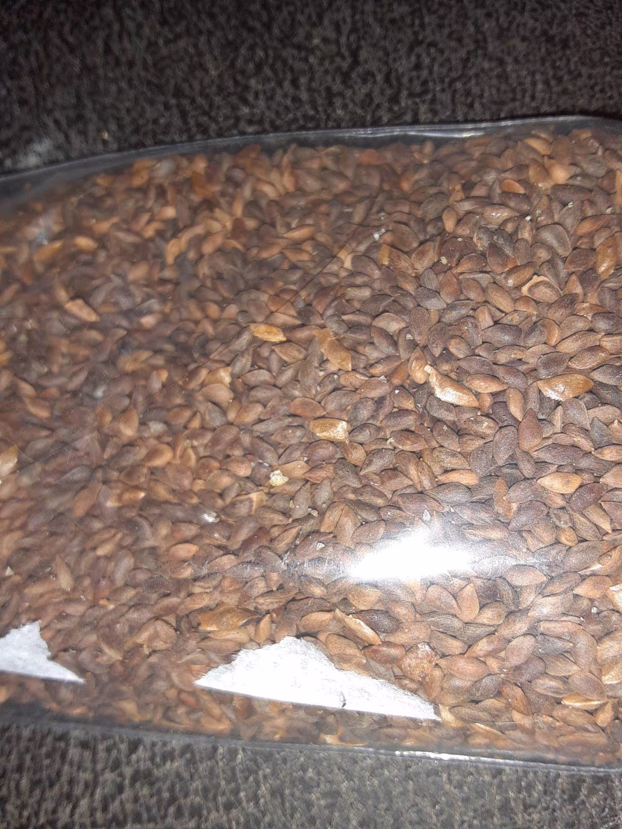 Colorado Blue Spruce Tree Seeds | Crop Harvested From New Mexico in 2021