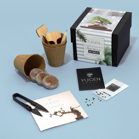 Blue Spruce Bonsai Tree Growing Kit