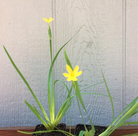 Yellow Eyed Grass, Sisyrinchium Californicum, Golden Blue Grass Like Easy To Grow Perennial, Flowering Grass, Rare Potted Plant