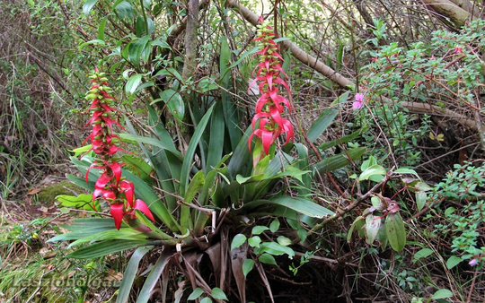 Werauhia Ororiensis - Beautiful Large Bromeliad 5 Seeds
