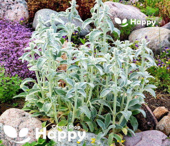Lamb's Ear 150 Seeds Stachys Byzantina Lanata - Wolley Greyfoliage Pink Flower