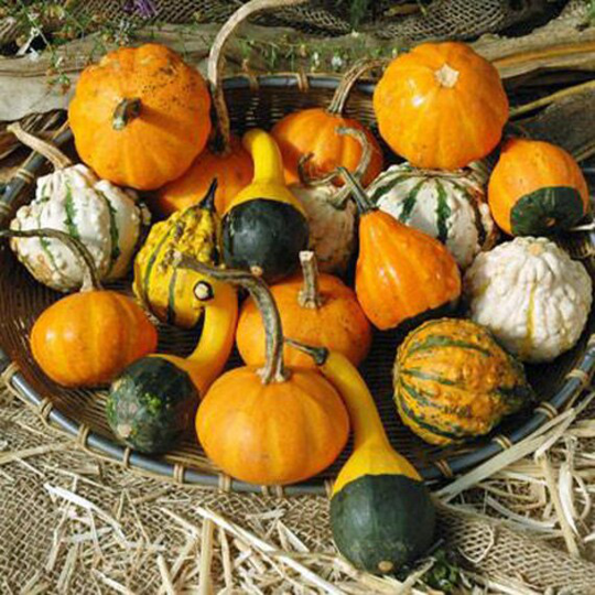 Small Fruited Gourds Mixed Formula Seeds - Start Growing in Summer 24 Organic