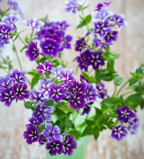 Phlox Sugar Stars - 20 Seeds
