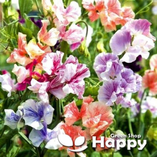 Sweet Pea - Ripple Mixed 15 Seeds Latyrus Odoratus Climbing Flower Stripped