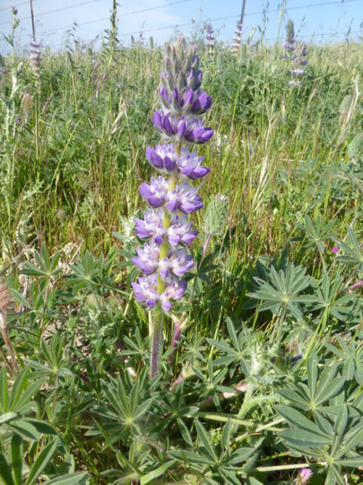 Chick Lupine Wildflower Seeds Lupinus Microcarpus California Native Plant