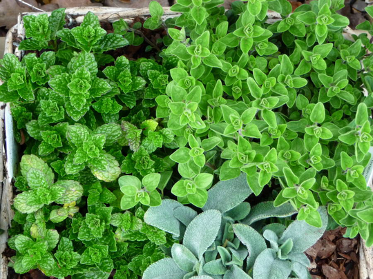 Plant Gifts Aromatic Herb Selection Gift