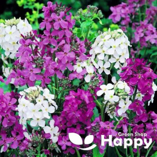1500 Seeds - Sweet Rocket Mix Hesperis Matronalis Biennial Flower Dame's