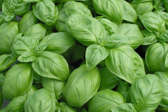 Herb - Basil Genovese 14 G Premium Seeds
