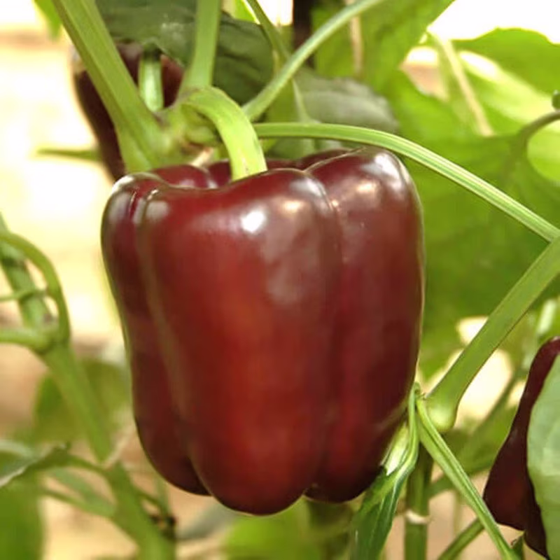 Sweet Pepper Chocolate Cake Seeds Heirloom Non Gmo For Planting | 204630