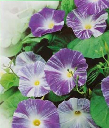Rare Original Flower Seeds Morning Glory Tricolor "Saucer