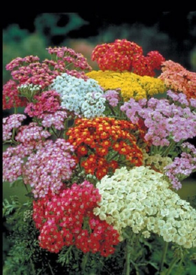 Achillea Seeds Yarrow Summer Pastels 100 Thru 500 | Perennial
