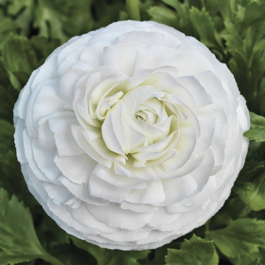 Ranunculus Seeds Mache White 50 Thru 250 Pelleted